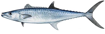 PIER FISHING - Catching King Mackerel - Pensacola Florida 